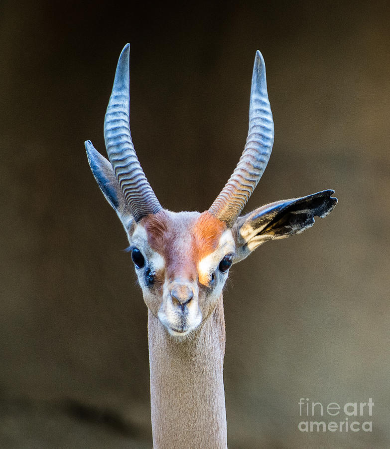San Diego Zoo Photograph - Antelope  5.1101 by Stephen Parker