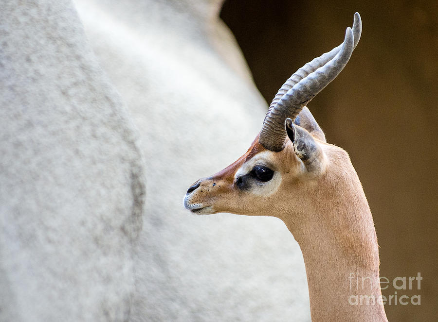 San Diego Zoo Photograph - Antelope 5.1103 by Stephen Parker