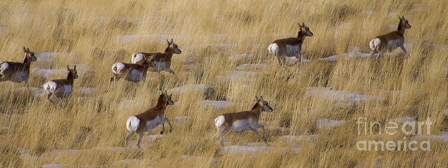 Antelope   #5621 Photograph by J L Woody Wooden