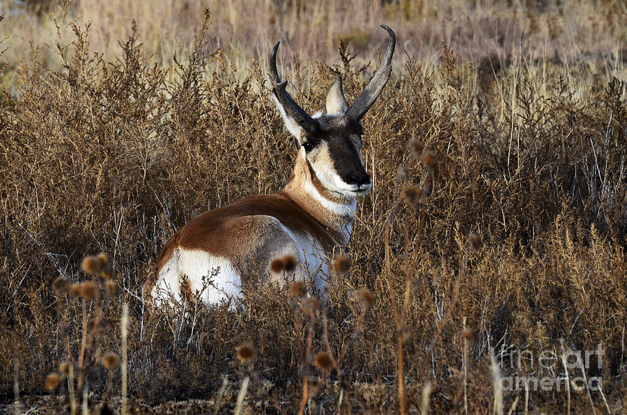 Antelope At Rest Photograph by Bob Christopher