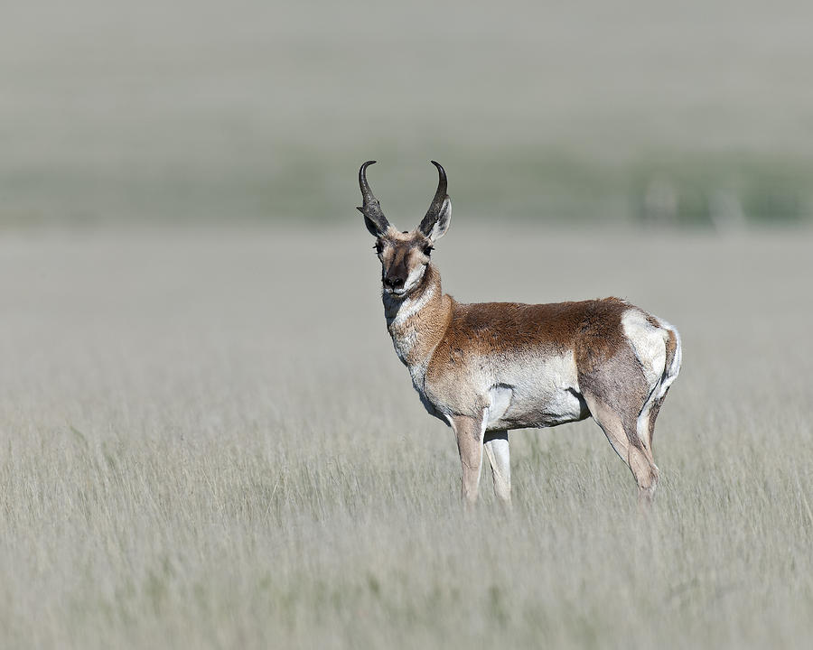 Antelope Buck Photograph by Gary Langley