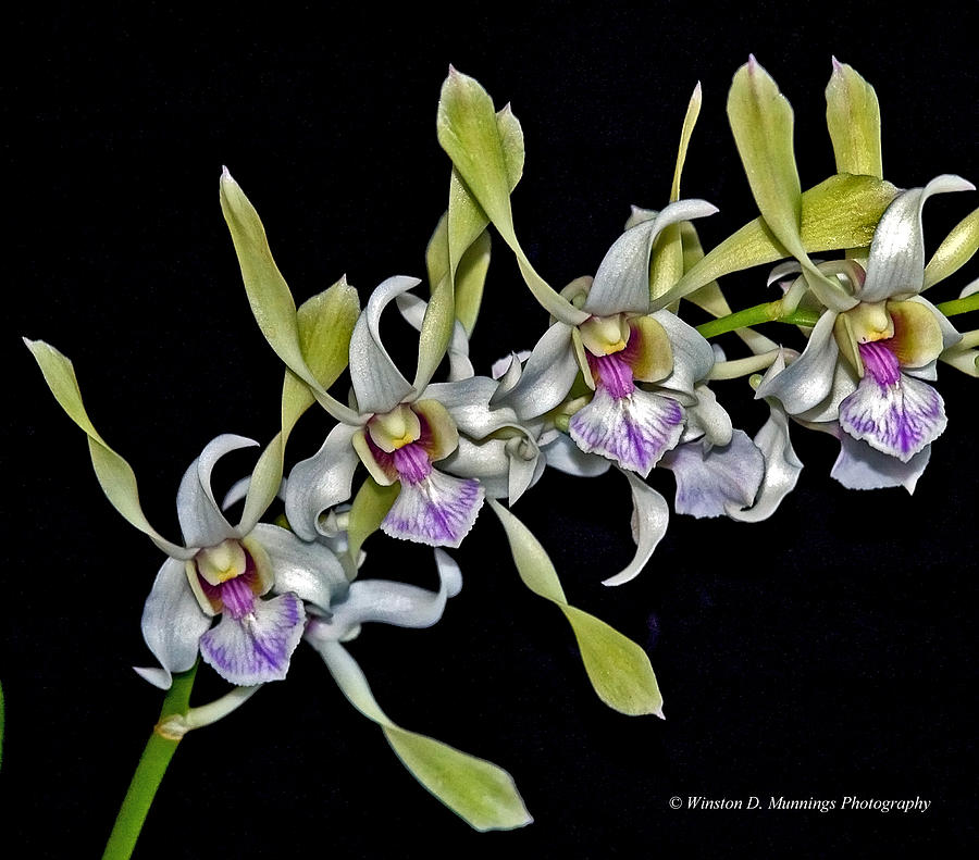 Orchid Photograph - Antelope Dendrobium Orchid by Winston D Munnings