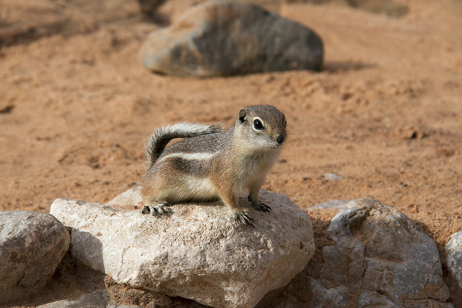 Antelope Ground Squirrel Photograph by Debby Richards