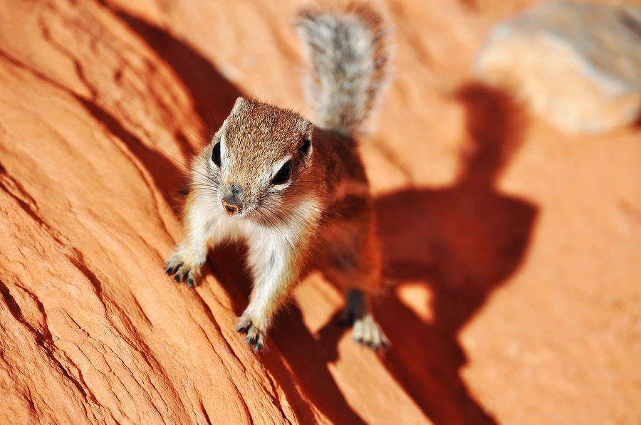 Antelope Ground Squirrel Photograph by Kyle Hanson