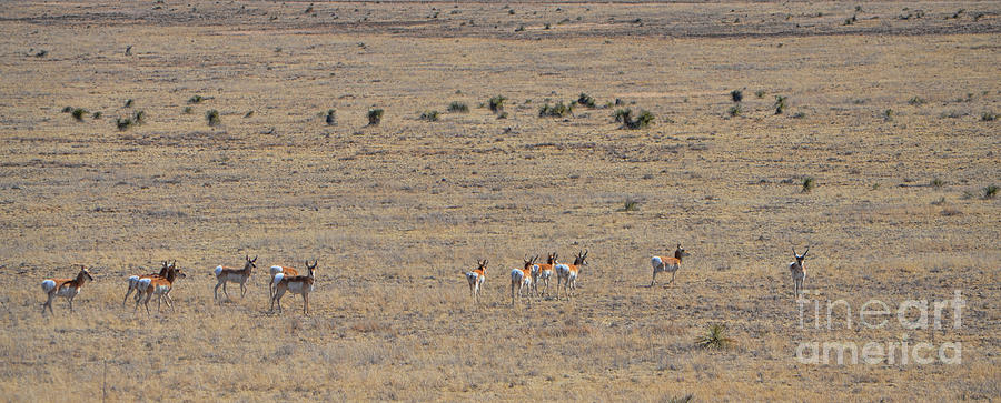 Antelope Herd Photograph by Donna Greene