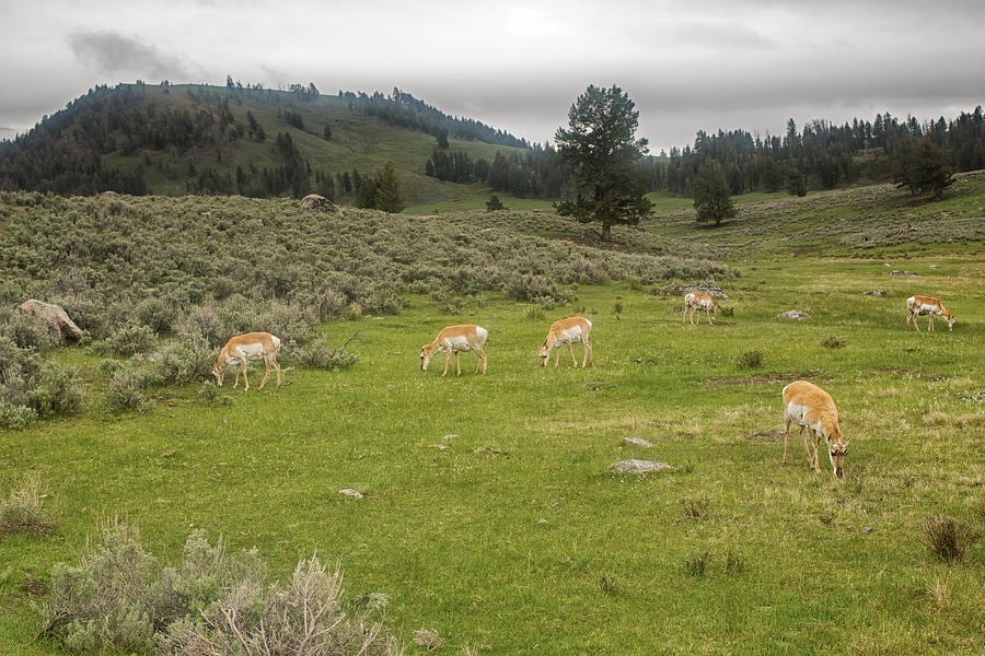 Antelope Herd in Yellowstone National Park Photograph by Natural Focal Point Photography