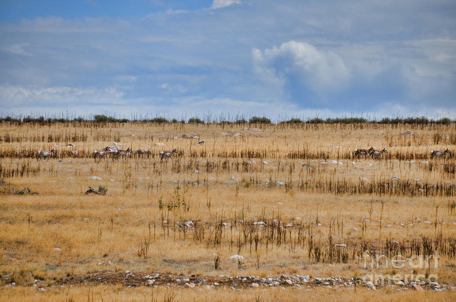 Antelope Herd of Antelope Island Photograph by Donna Greene