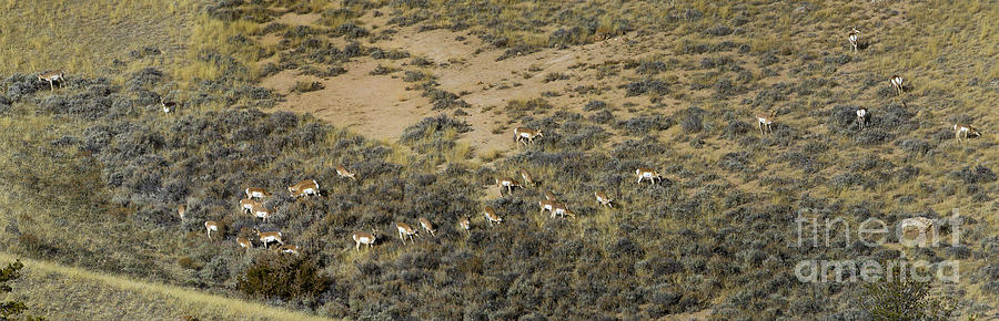 Antelope Herd Panorama  Signed   20x80 Photograph by J L Woody Wooden