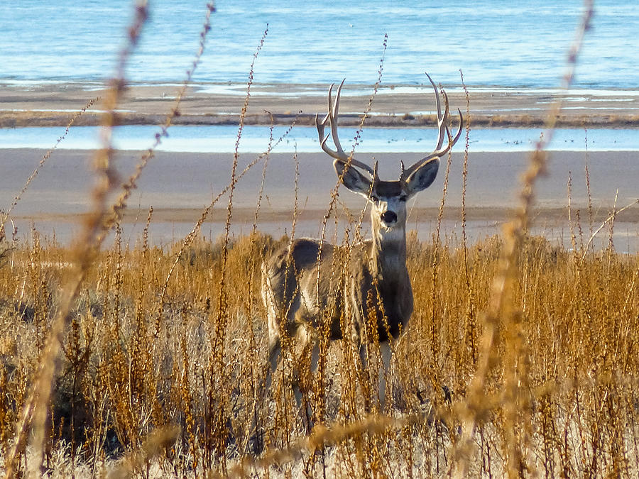 Antelope Island Buck Photograph by Gina Herbert