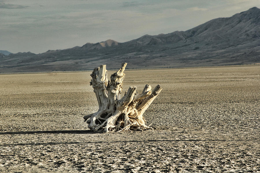 Antelope Island Stump Photograph by Ely Arsha