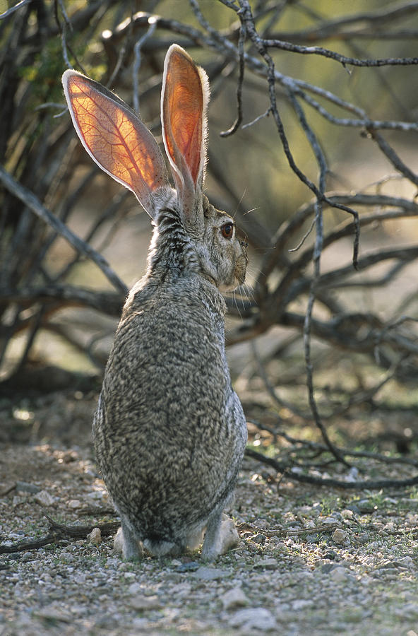 Antelope Jack Rabbit Photograph by Craig K. Lorenz