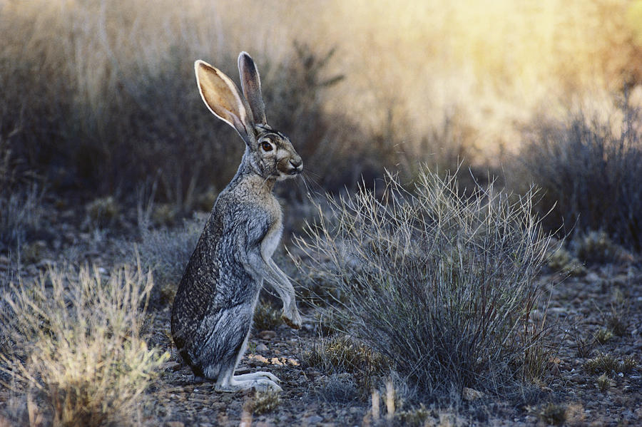 Antelope Jackrabbit Photograph by Gerald C. Kelley