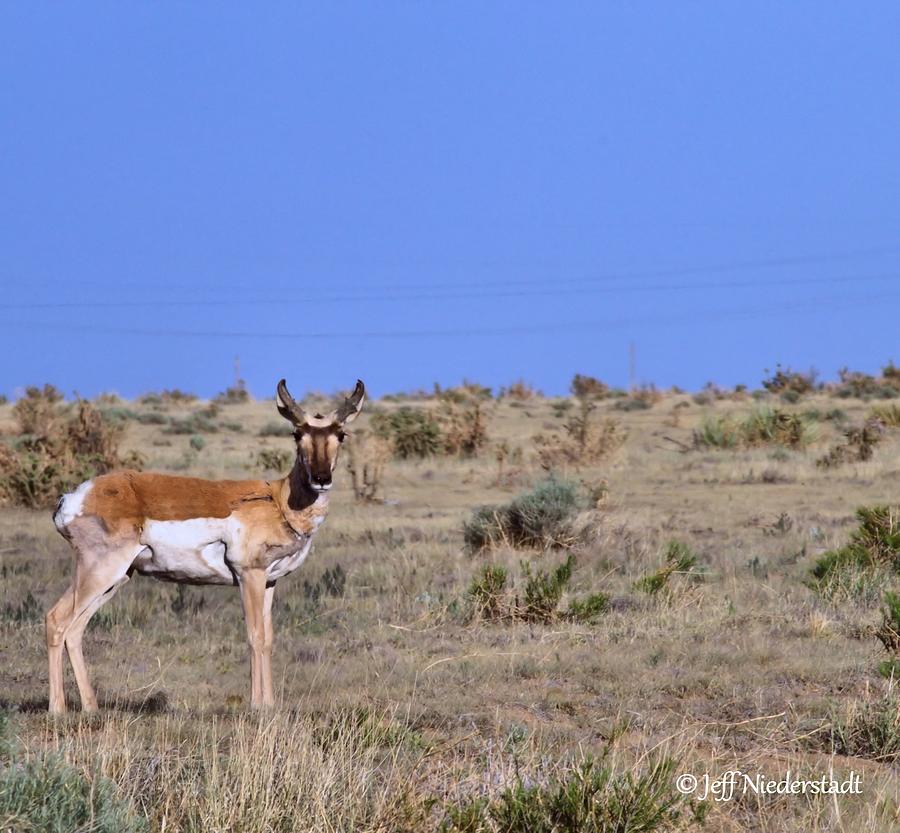 Antelope Photograph by Jeff Niederstadt