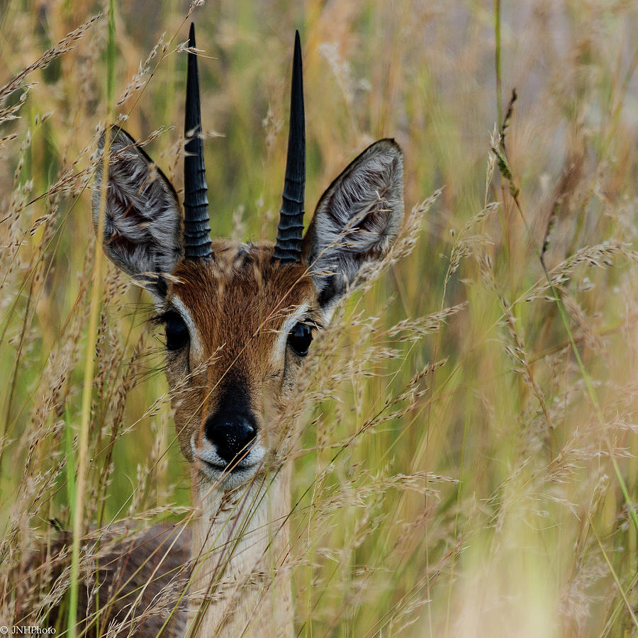 Antelope Photograph by Jnhphoto