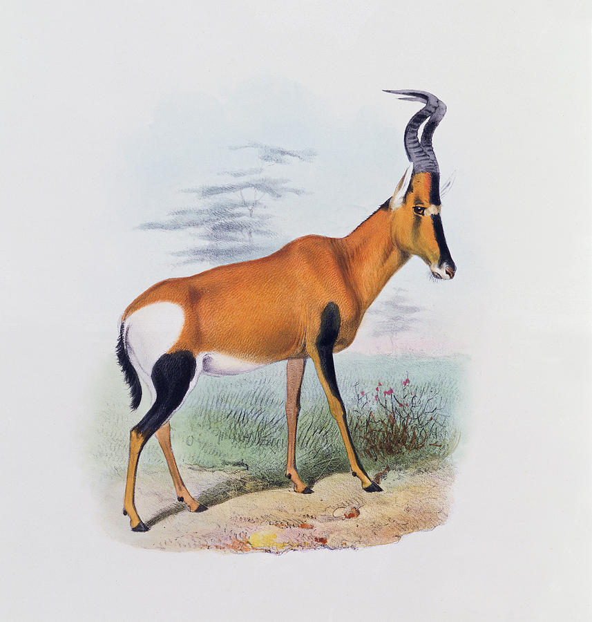 Antelope Painting by Joseph Wolf