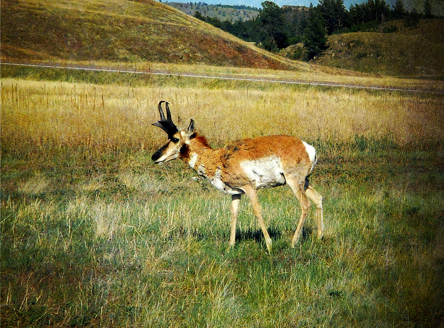 Antelope Photograph by Judy Hall-Folde