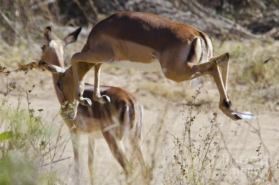 Antelope Leap  Digital Art by Pravine Chester