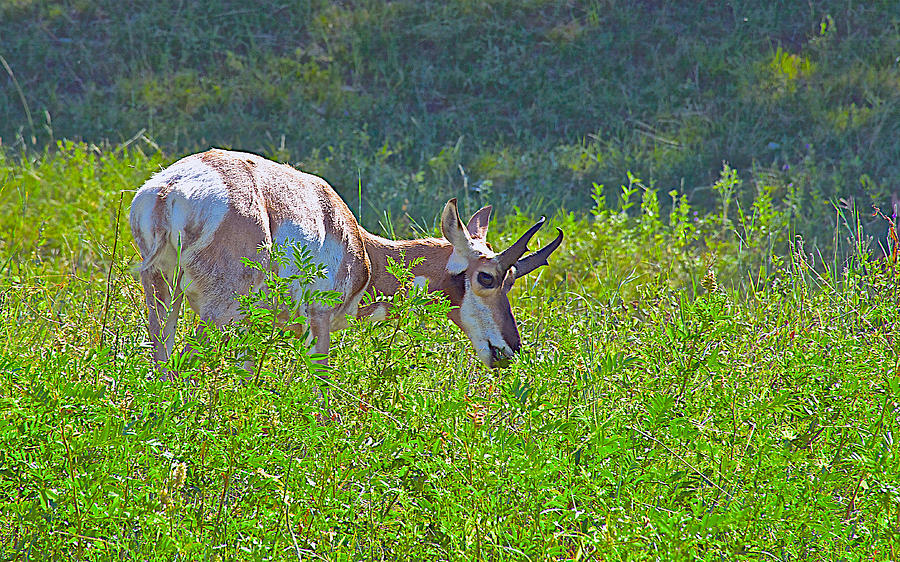 Antelope near Wildlife Loop Road in Custer State ParkSouth Dakota