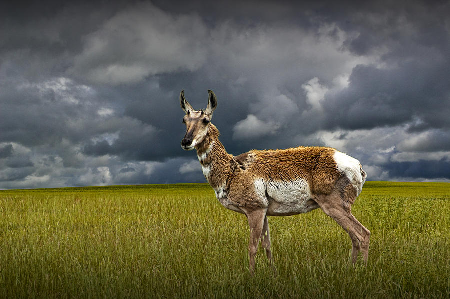 Antelope on the Prairie Photograph by Randall Nyhof