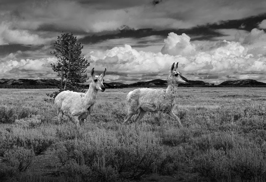 Antelope Pair in Monochrome Photograph by Randall Nyhof