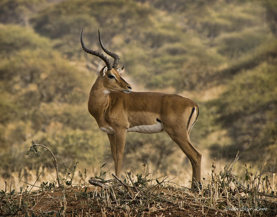 Antelope Posing Photograph by Deidre Elzer-Lento