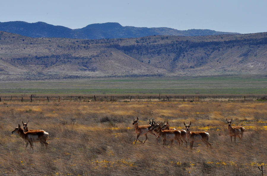 Antelope roam in Cochise County Arizona Photograph by Diane Lent