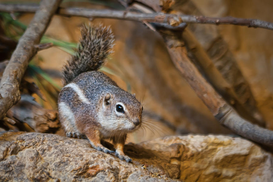 Antelope Squirrel Photograph by Tim Stanley