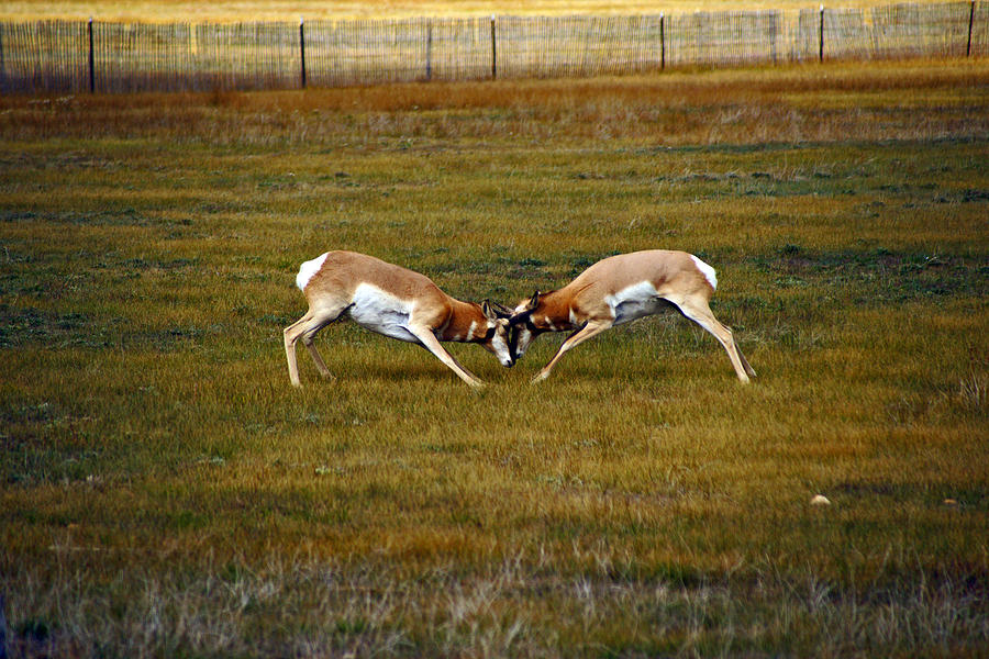 Antelope Standoff Photograph by Jeremy Rhoades