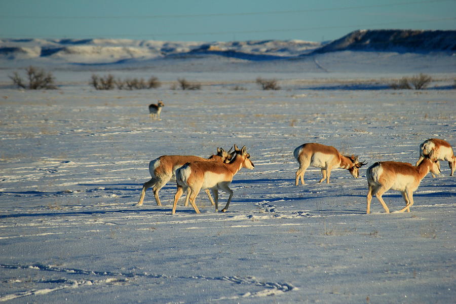 Antelope Photograph by Trent Mallett