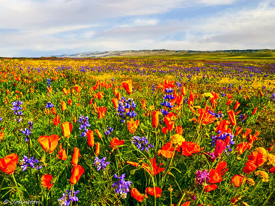 Nature Photograph - Antelope Valley California Poppy Reserve by Bob and Nadine Johnston