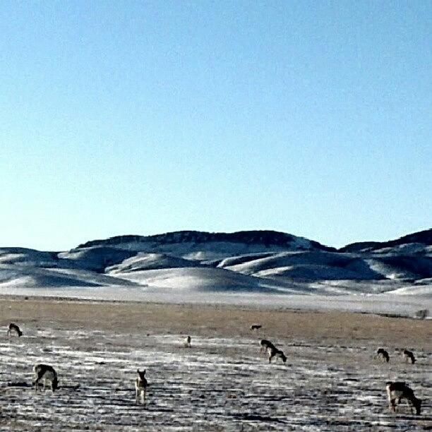 Winter Photograph - Antelope Winterscape by Kelli Stowe