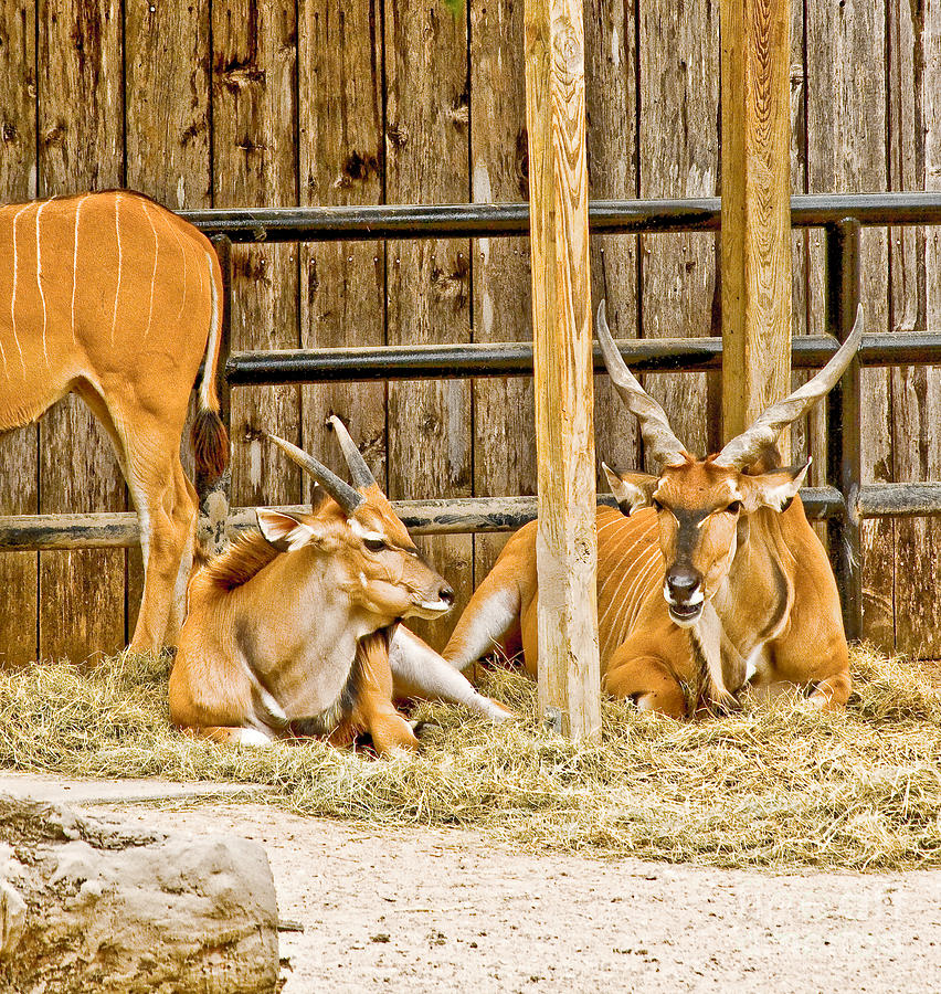 Antelopes Photograph by Frances Ann Hattier