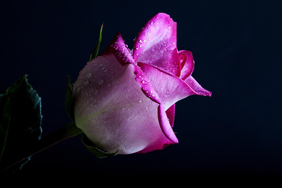 Rose Photograph - Antenna by Doug Norkum