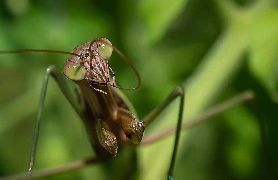 Insects Photograph - Antenna Lickin Good by Dazz Lee Photography