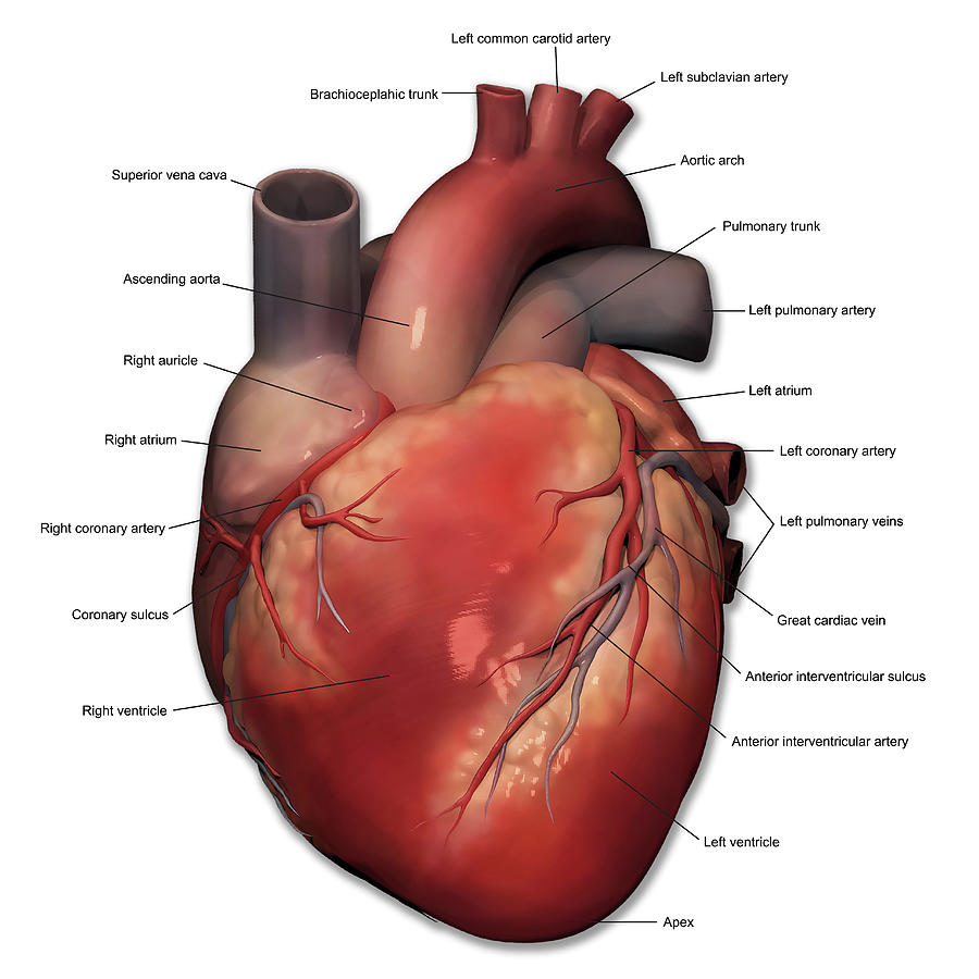 Anterior View Of Human Heart Anatomy Photograph by Alayna Guza Pixels