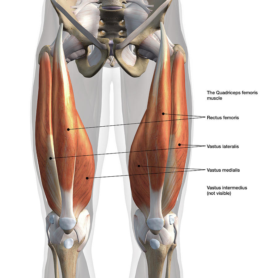 Quadricep Photograph - Anterior View Of Male Quadriceps by Hank Grebe