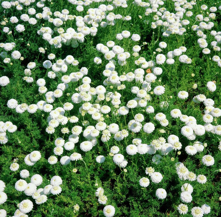 Anthemis Nobilis. Photograph by Anthony Cooper/science Photo Library ...