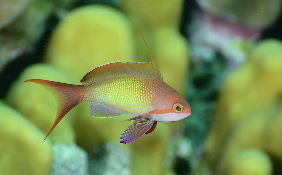 Anthias Fish, Red Sea, Egypt Photograph By Andreas Schumacher - Pixels