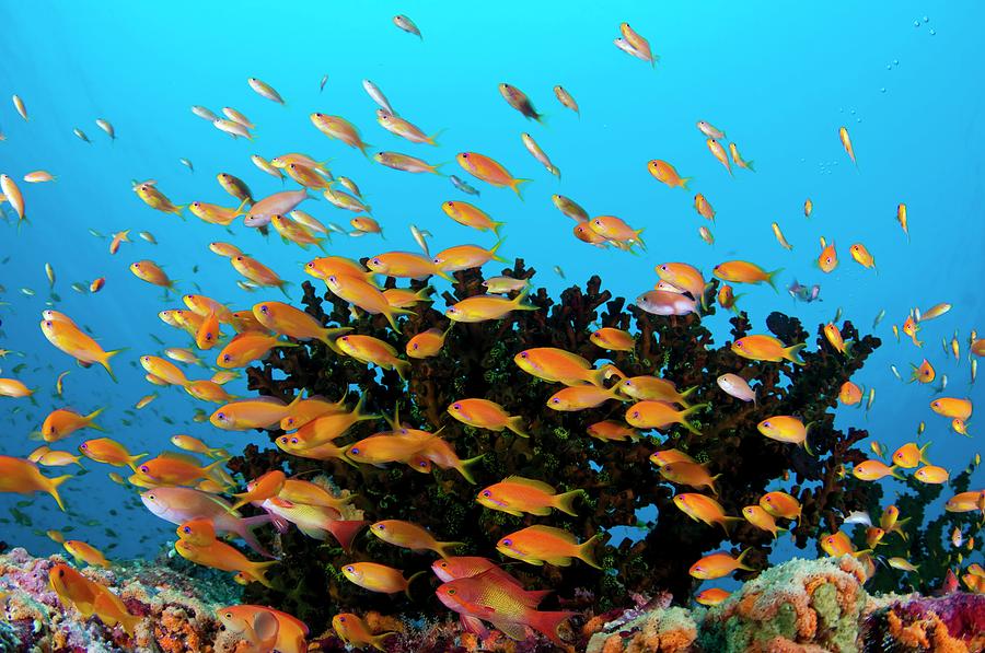 Anthias Swimming Over Reef Photograph by Science Photo Library Anthias Swimming Over Reef Photograph by Science Photo Library