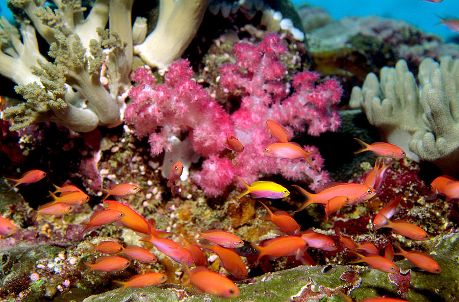 Anthiassoft Corals Photograph by Greg Ochocki