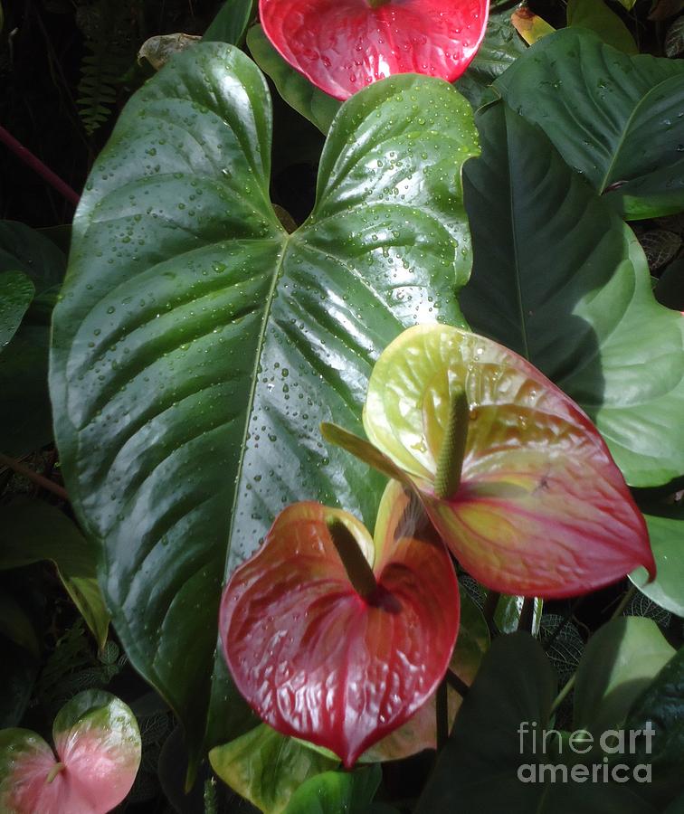 Anthurium Photograph by Ann Johndro-Collins