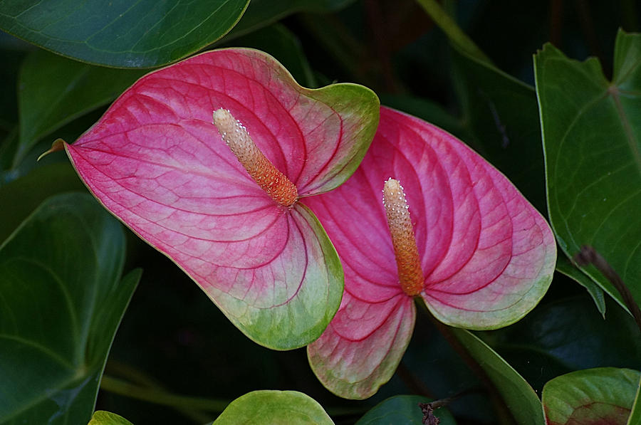 Anthurium Artistry Photograph by Blair Wainman