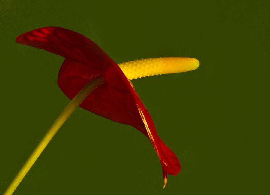 Anthurium Photograph by Bill Barber