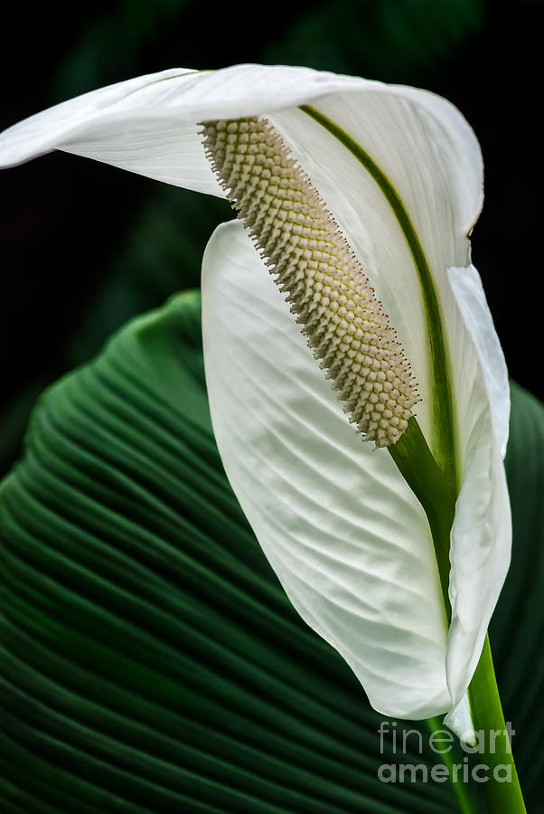 Anthurium Flower Photograph