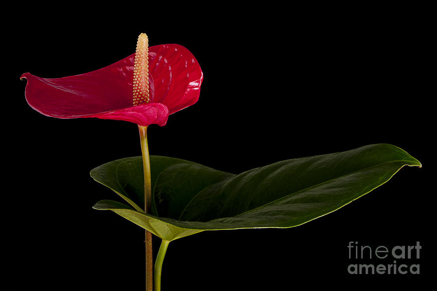 Nature Photograph - Anthurium flower over black by Judith Flacke