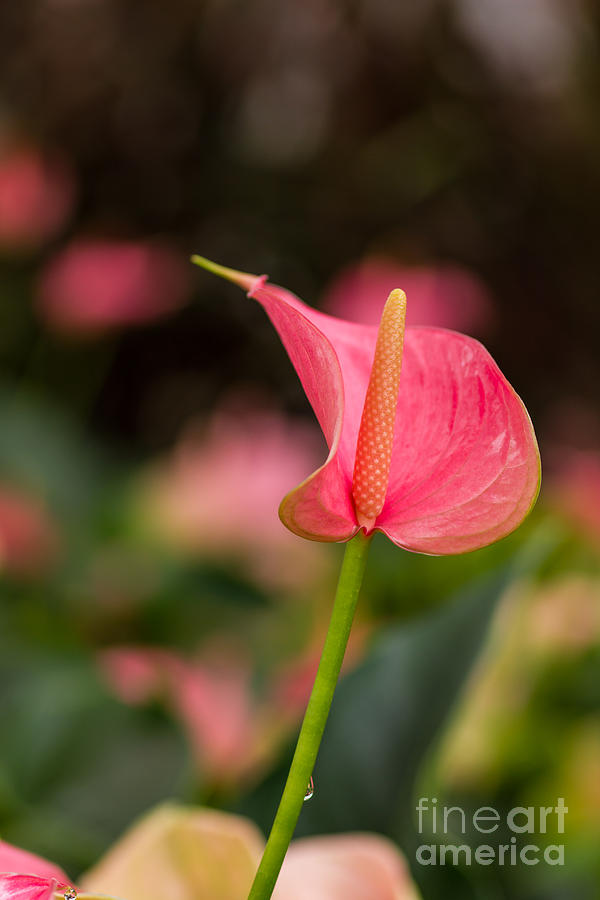 Anthurium flower Photograph by Tosporn Preede