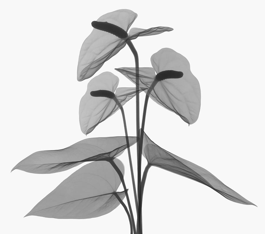 Anthurium Flower, X-ray Photograph by Ted Kinsman
