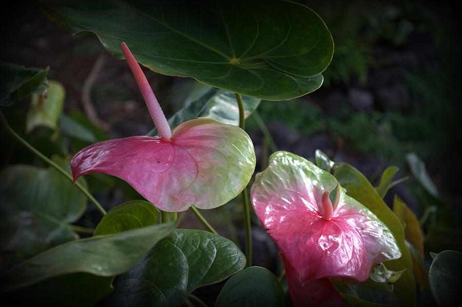 Anthurium Glow Photograph by Lori Seaman