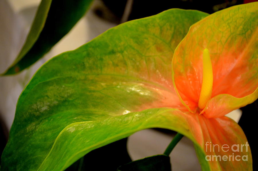 Anthurium in Red and Green Photograph by Mary Deal