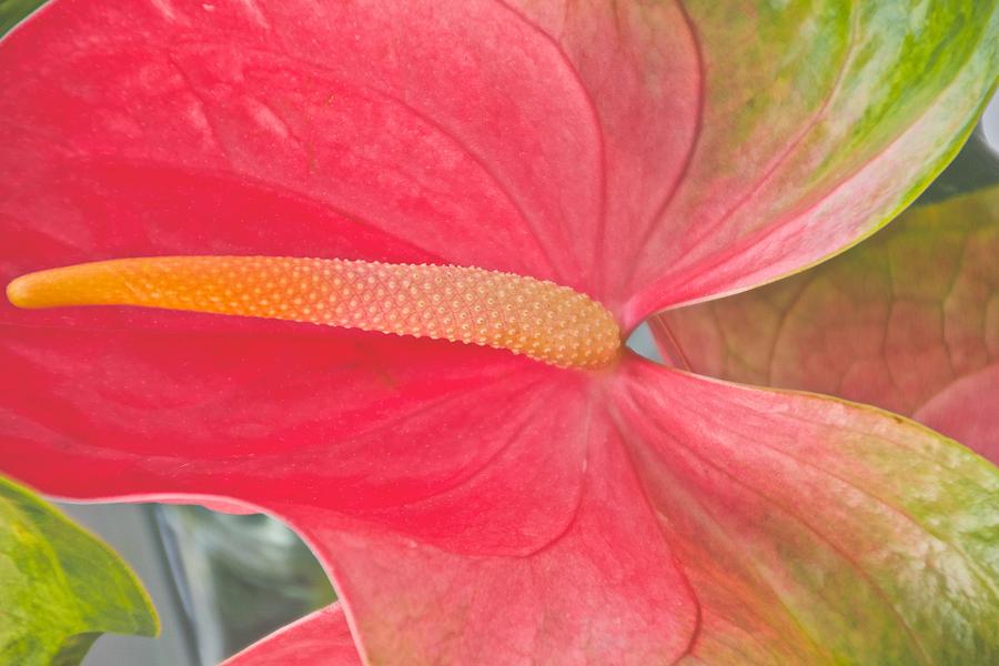Anthurium Photograph by Jade Moon 